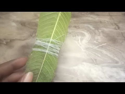 Amababi ya mapera yatuma ubona amafaranga,kugarura inyenyeri, nibindi bifungo by'ubuzima