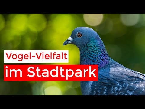 Vögel und Eichhörnchen im Park fotografieren mit @kellerfoto und Samuel Houcken