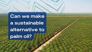 Can we make a sustainable alternative to palm oil?