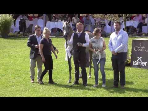 3 rd place N.131 AL ARYAM BARAKAT - Ströhen 2017 Int B-Show - Junior Colts Championship (Class Q)