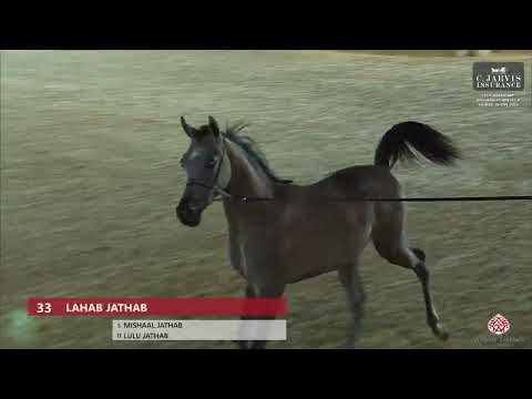 N 33 LAHAB JATHAB   12th Qatar International Arabian Peninsula Horse Show 2023   Yearling Colts Clas