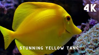 Yellow  Fish Tang with Water Sounds | Aquarium Fish Tank with Water Sound - 4K