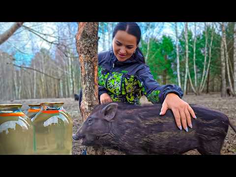 HARMONY Between Man and Animals! 🌿🐖 Discover Birch SAP Harvesting!