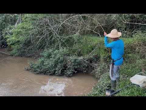 A água estava tordada, foi rápida a pescaria, bigodão e traíra bruta no corgo!!!