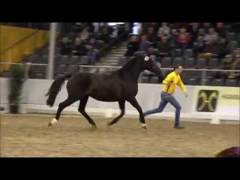 Körung Verden 2018 - Familienschaubild Stutenstamm der Lobelle / Wedermann
