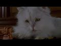 Stuart Little 2 Funny Scene In Hindi 2