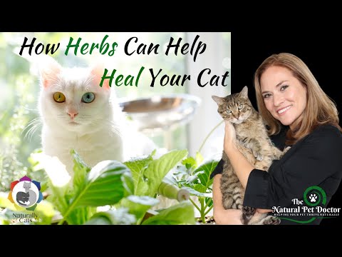 Safe Herbs for Cats (Tips for Cat Herb Garden)