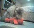Tickle Me Elmo Gets More Than He Bargained For
