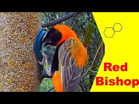 New visitor | Southern red bishop (Euplectes orix)