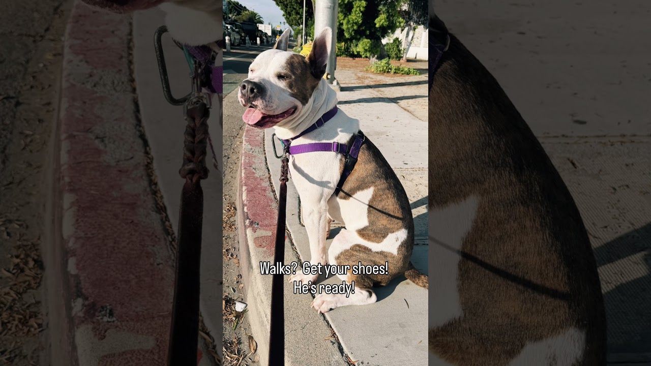 Enlarge Rock, a Adoptable Mixed Breed in Los Angeles, CA video 6/6