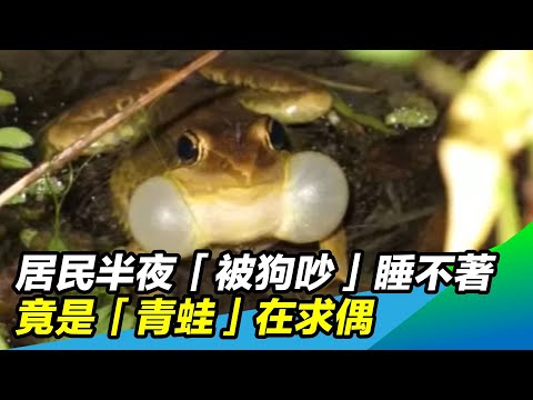 貢德氏囊蛙 牙齒