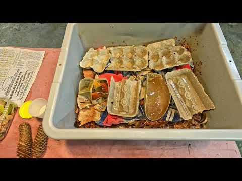 New worm bin built with pine cones & beach towels - farm vermicomposting