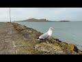 Unbelievable Seagull Eats A Starfish Dublin Ireland