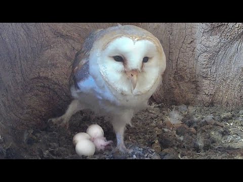 Barn Owl Gylfie's First Chick Hatches 🐣  | Gylfie & Finn | Robert E Fuller