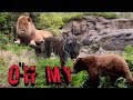 BRONX ZOO Visit With Royal Canvas Exotics Lions Tigers Bears