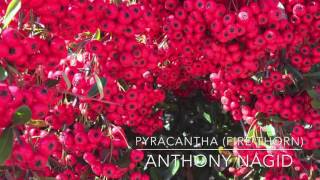 Pyracantha (Fire Thorn)