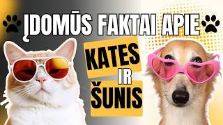 Įdomūs faktai apie kates ir šunis: biologija, kūno kalba ir kas protingesnis