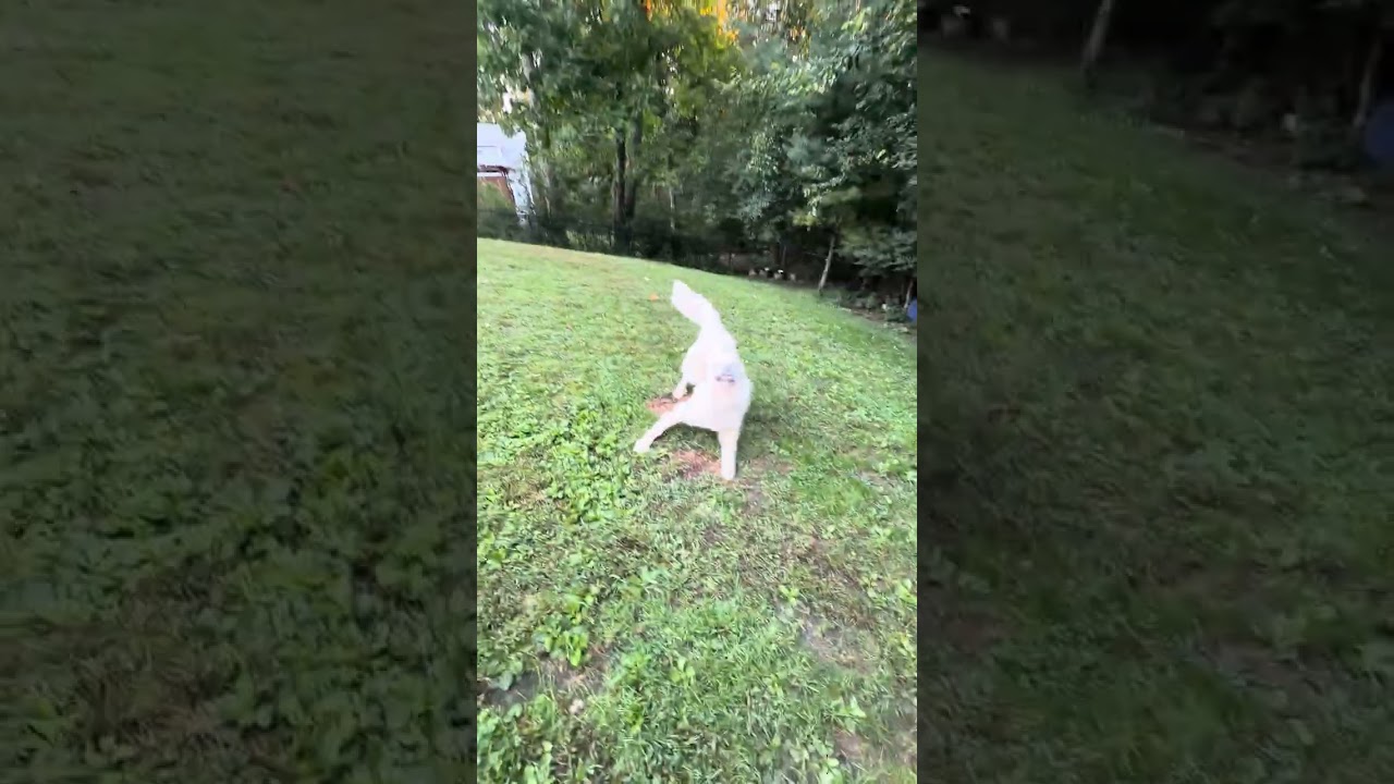 Enlarge Ophelia, a Adopted Great Pyrenees in Bedford Hills, NY video 2/6