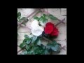 The Lettermen  Valentine