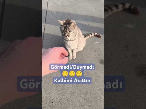 Kör ve Sağır Kedi