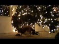 Waiting For Santa
