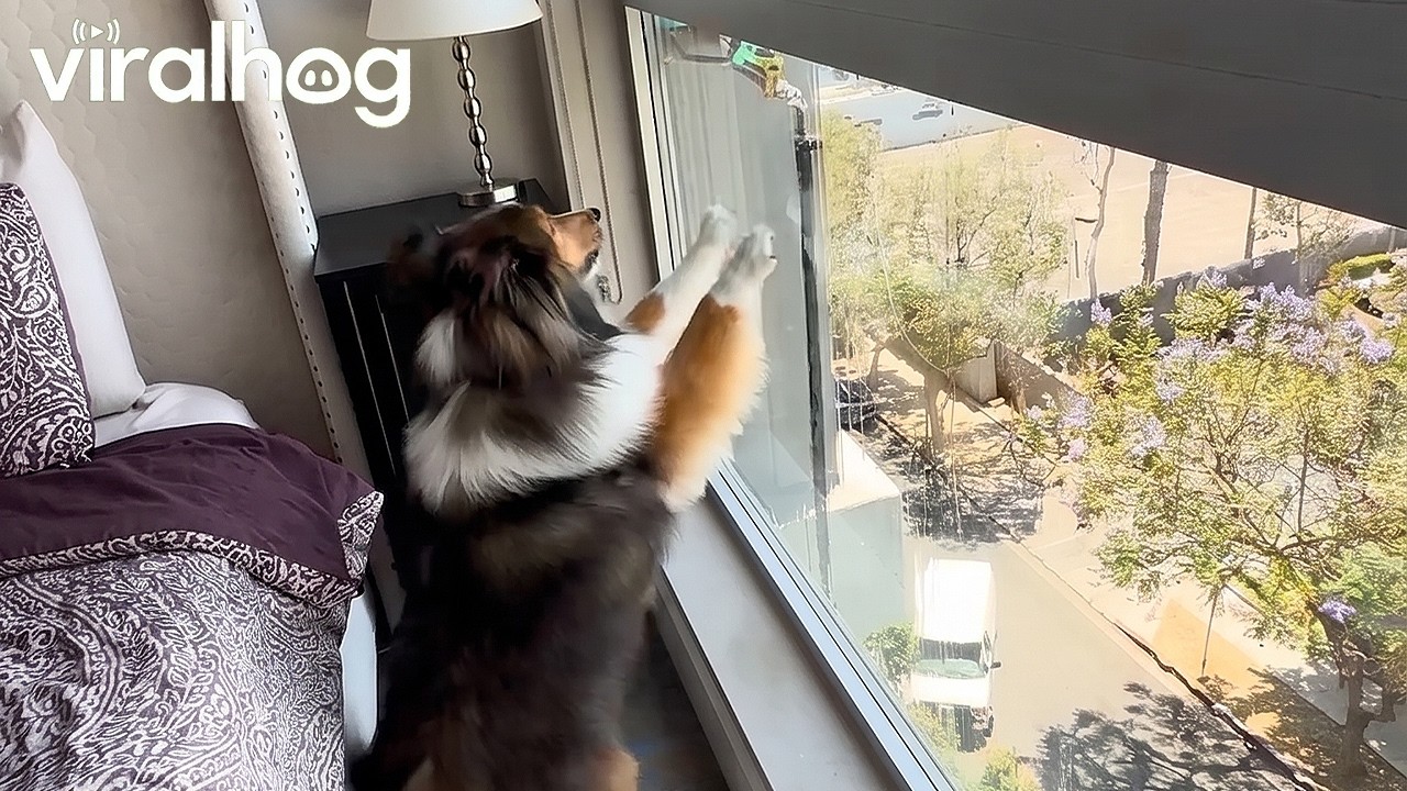 Sheltie's Nemesis, the Window-Washing Broom || ViralHog