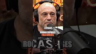 How To Adopt A Falcon 😳 ft. Joe Rogan