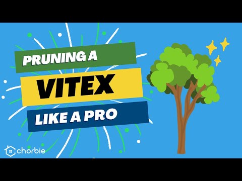 Mönchspfeffer schneiden wie ein Profi | Chorbie Home