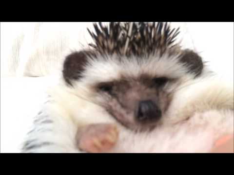 Mr. Pokee: Cutest Hedgehog Video Compilation