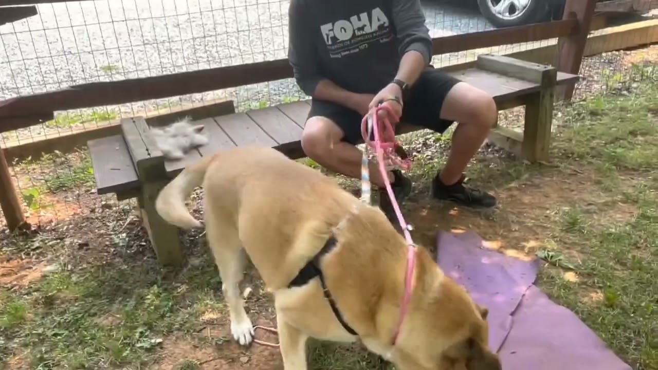 Enlarge Echo, a Adoptable mixed breed in Aldie, VA video 5/5