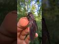 Horse Fly DISEASES!!🩸🦠 #insects#bug#spider#tarantula#arthropods#invertebrates#horsefly#flies#fyp