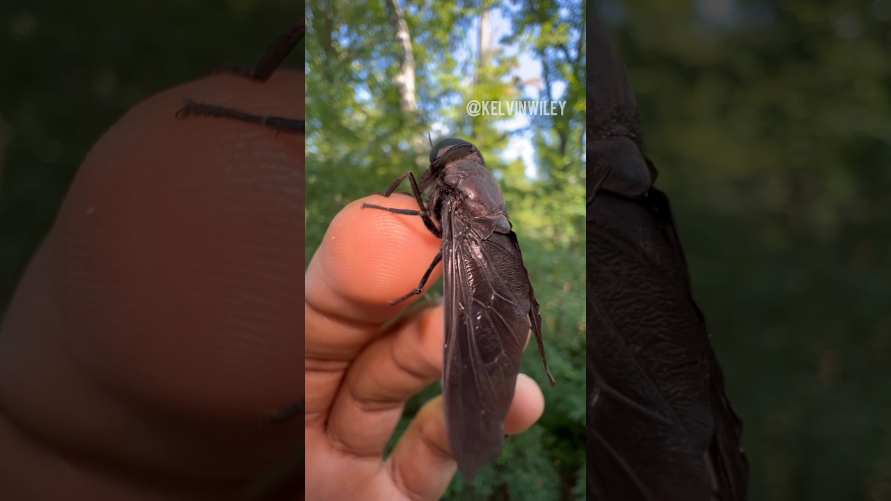 Horse Fly DISEASES!!🩸🦠 #insects#bug#spider#tarantula#arthropods#invertebrates#horsefly#flies#fyp