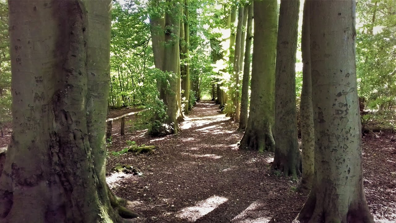 WALKING IN KENT | HIGH ELMS | WOODLAND AND RUINS | ROSE AND CROWN PUB