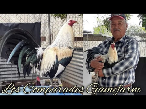 Comp4rad3s Farm - California