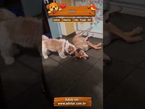 Vídeo de Melo