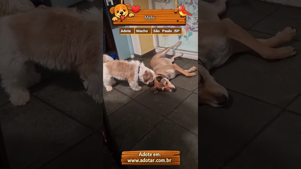 Cachorro raça SRD-ViraLata idade 1 ano nome Melo