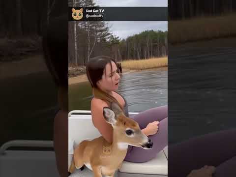 Deer Escapes Huge Bear... Jumps on Boat Unexpectedly! 😱🦌🐻