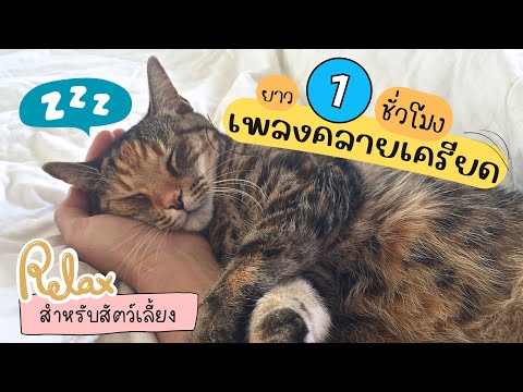 Relaxing Cat Music | เพลงคลายเครียดแมว (สงบขึ้น ลดเครียดได้ผลจริง)
