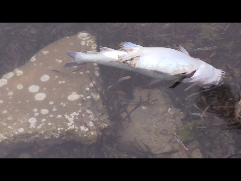 gevoel // "eclipse" // virēns (force_felt - drip-133)