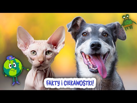 Zwierzęta Domowe 🐱 Znasz je wszystkie? Film Edukacyjny Dla Dzieci