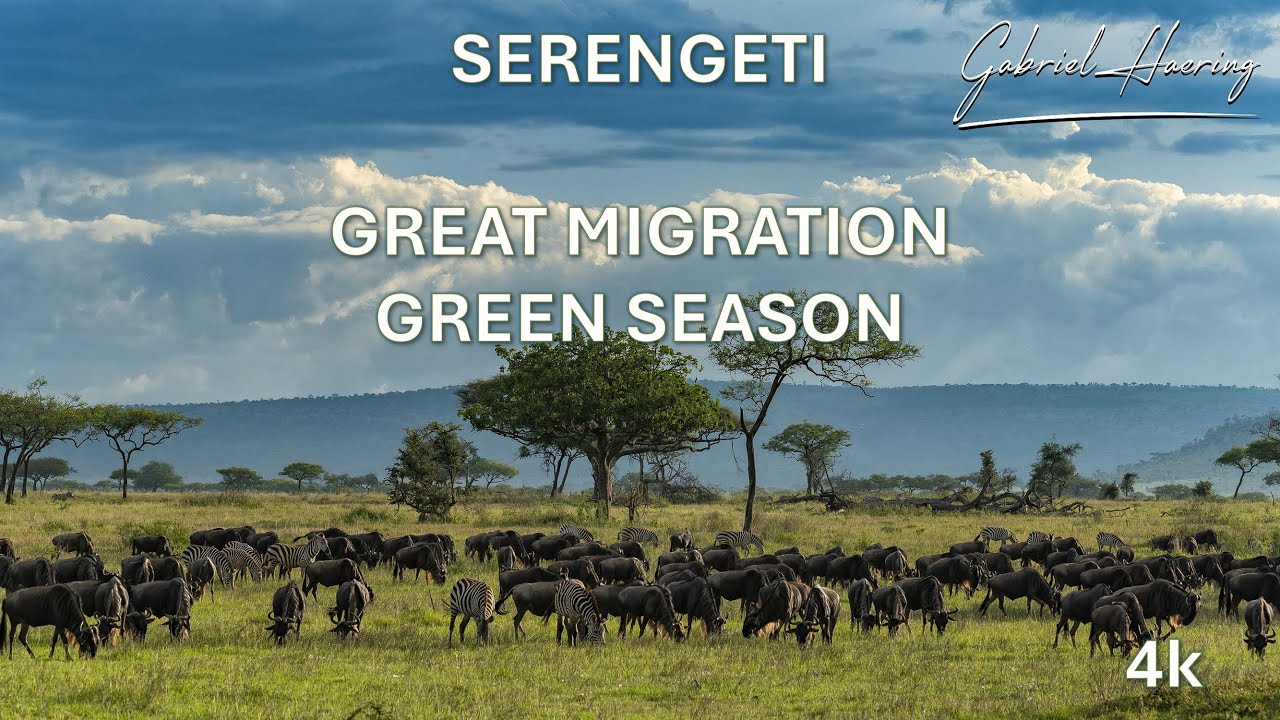 Video fotografia fauna africana