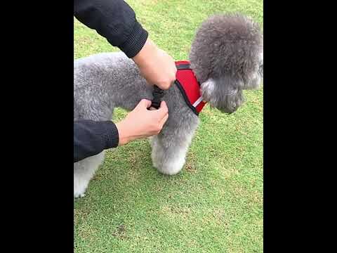 Set De Pechera-arnés Y Correa Para Perros Y Gatos Muy Cómoda