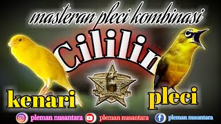 Download lagu Masteran Pleci Kenari & Cililin mp3