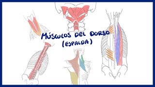 ANATOMÍA | Músculos del dorso (erectores de la espina) | BLASTO