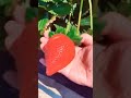 Wild Strawberries 🍓 #fyp #trend=fruit9030