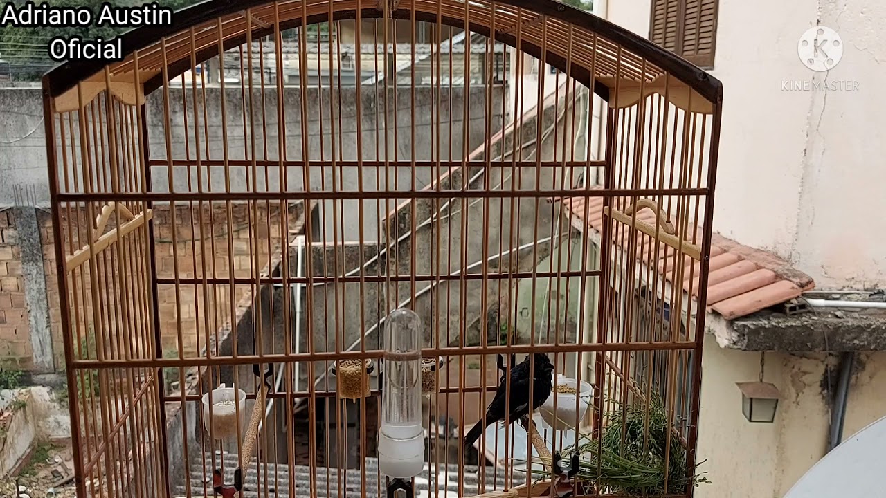 TUZIU CAMPAINHA PARA ENCARTE DE FILHOTES [O MELHOR DO YOUTUBE]