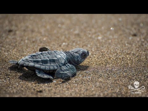 La seconda schiusa del 2021, tartarughe marine a Castelporziano