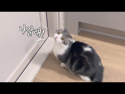 영하10도에 밖에 나간다고 우는 고양이