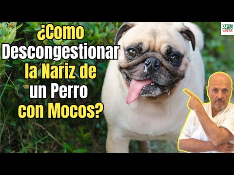 🥶 HOW TO UNCLOG A DOG'S NOSE WITH STUFF? 🥶