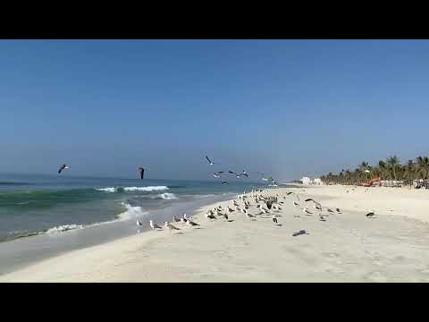 Salalah Beach and Birds